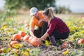 Two young farmers harvesting giant pumpkins at field - Thanksgiving and Halloween preparation Royalty Free Stock Photo