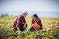 Two young farmers harvesting giant pumpkins at field - Thanksgiving and Halloween preparation Royalty Free Stock Photo