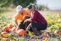 Two young farmers harvesting giant pumpkins at field - Thanksgiving and Halloween preparation Royalty Free Stock Photo
