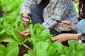 Two young farmers using magnifying glass to inspect plant disease and pest leaves in the organic farm