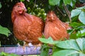 Two young fat hens brooding, chicken house in the natural setting. Take care of domestic animals in a farm for eggs Royalty Free Stock Photo