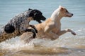 Two young female dogs running and splashing in the sea Royalty Free Stock Photo