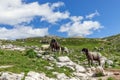 Two young female sheep with their newborn calves on a pasture in the Italien Alps Royalty Free Stock Photo