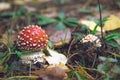 Two Young Fly Agaric Amanita Muscaria Red And White Mushrooms Heads In The Forest, Natural Environment