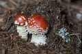 Two Young Fly agarics (Amanita muscaria) mushrooms Royalty Free Stock Photo