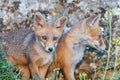 Two young foxes close up. Vulpes vulpes