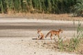 Two young foxes, one sitting, turn in the plain on a sunny day