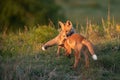 Two young foxes playing in a beautiful light.. Vulpes vulpes
