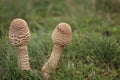 Two young fruit bodies of the edible parasol mushroom (Macrolepiota procera) Royalty Free Stock Photo