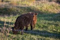 Two young Galloway calfs snuggles while they are placed in a green pasture during sunset Royalty Free Stock Photo