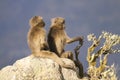 Two young Gelada Baboons sitting on a rock