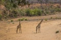 Two young giraffe Giraffa standing in dry sandy riverbed Royalty Free Stock Photo