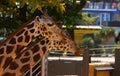 Two giraffes resting in the shadows of a tree Royalty Free Stock Photo