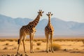 Two young giraffes standing in savannah. Generative AI Royalty Free Stock Photo