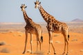 Two young giraffes standing in savannah. Generative AI Royalty Free Stock Photo