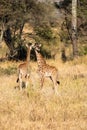 Two young giraffes standing on the savannah. Wildlife in nature, Serengeti, Tanzania Royalty Free Stock Photo