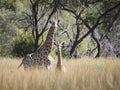 Two young giraffes standing in the tall grass Royalty Free Stock Photo