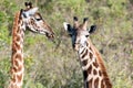 Two young Giraffes, cute giraffe calfes in Tanzania, Africa Royalty Free Stock Photo