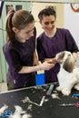 Two young girls hairdressers are cutting a Shih Tzu dog on a table in the salon. Animal care. Small business Royalty Free Stock Photo