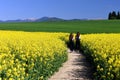 Walk across Oilseed Rape Field, Great Fatra, Slovakia