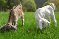 Two young goat kids, brown and white, grazing on spring meadow. Royalty Free Stock Photo