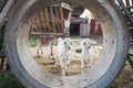 Two young goat kids playing in concrete tube on a farm.