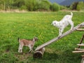 Two young goat kids playing on wooden board, meadow with dandelions in background Royalty Free Stock Photo