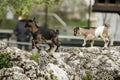 Two young goat kit playing and jumping on rock on Farm. Funny baby animals in spring time, countryside, cute and cheerful mammal, Royalty Free Stock Photo