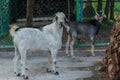 Two young goat withs small horns looking in the camera Royalty Free Stock Photo