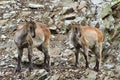 Two young goats Royalty Free Stock Photo