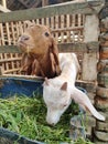 Two young goats are eagerly eating grass from the pen