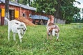 Two young goats graze in a meadow in summer Royalty Free Stock Photo