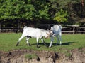 Two young goats play