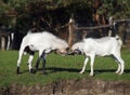 Two young goats play