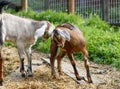 Two young goats playing and butting heads