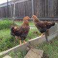 Two young gold laced Wyandotte pullets