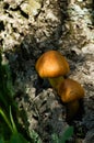 Two young golden mushrooms - Gymnopilus suberis