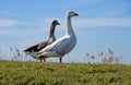 Two young goose against blue