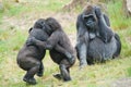Two young gorillas dancing Royalty Free Stock Photo