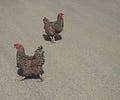 Two young gray chicken hen