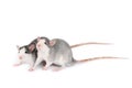 Two young gray rats isolated on white background. Rodent pets. Domesticated rats close up. Rats look at something