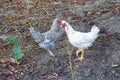 Two young gray and white hens are running around the village yard. Livestock and poultry farming Royalty Free Stock Photo