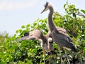 Two young great blue heron birds in nest Royalty Free Stock Photo