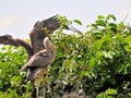 Two young great blue heron birds in wetland Royalty Free Stock Photo