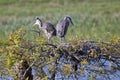 Two Young Great Blue Heron Fledglings Royalty Free Stock Photo