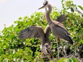 Two young great blue herons, and little bird Royalty Free Stock Photo