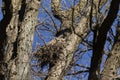 Great horned owl Bubo virginianus Royalty Free Stock Photo