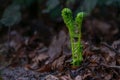Two young green fern fronds unfurl on the dark forest floor in spring, metaphor for beginnings and togetherness, copy space,