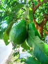 two young green guavas with stems