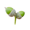 Two young green oak acorns isolate on white. Royalty Free Stock Photo